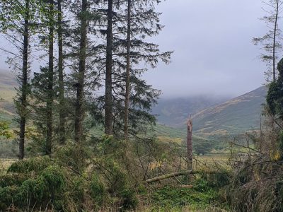 conifers and windblow